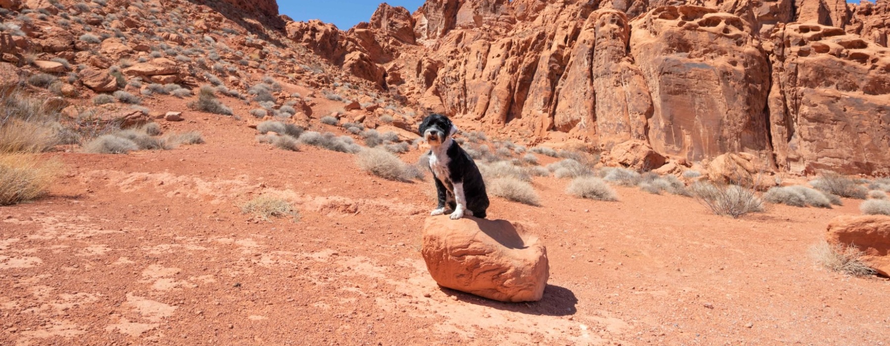 dog sitting on rock